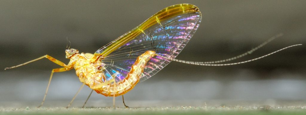 This is a Mayfly